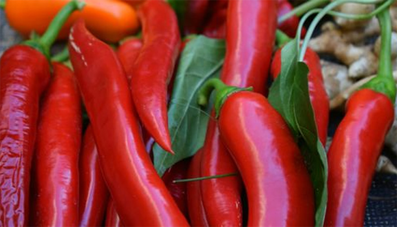 Capsicum Frutescens