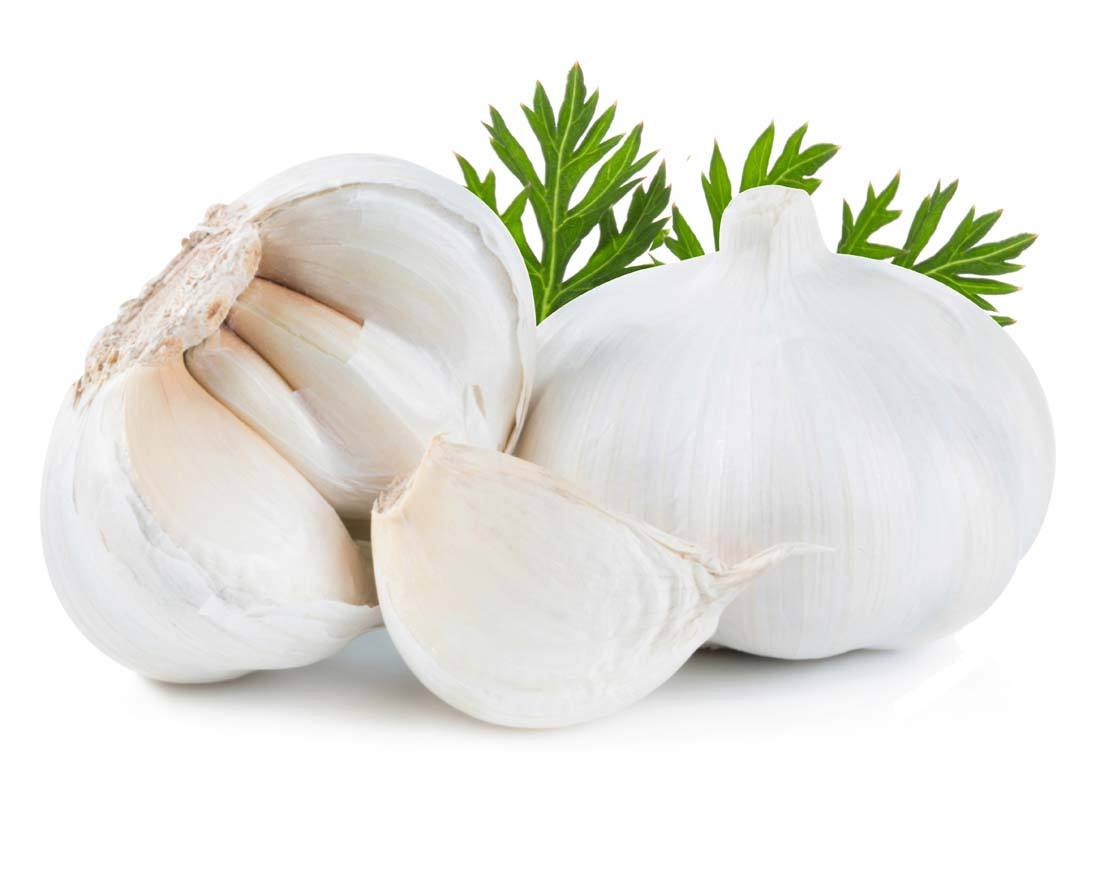 Garlic